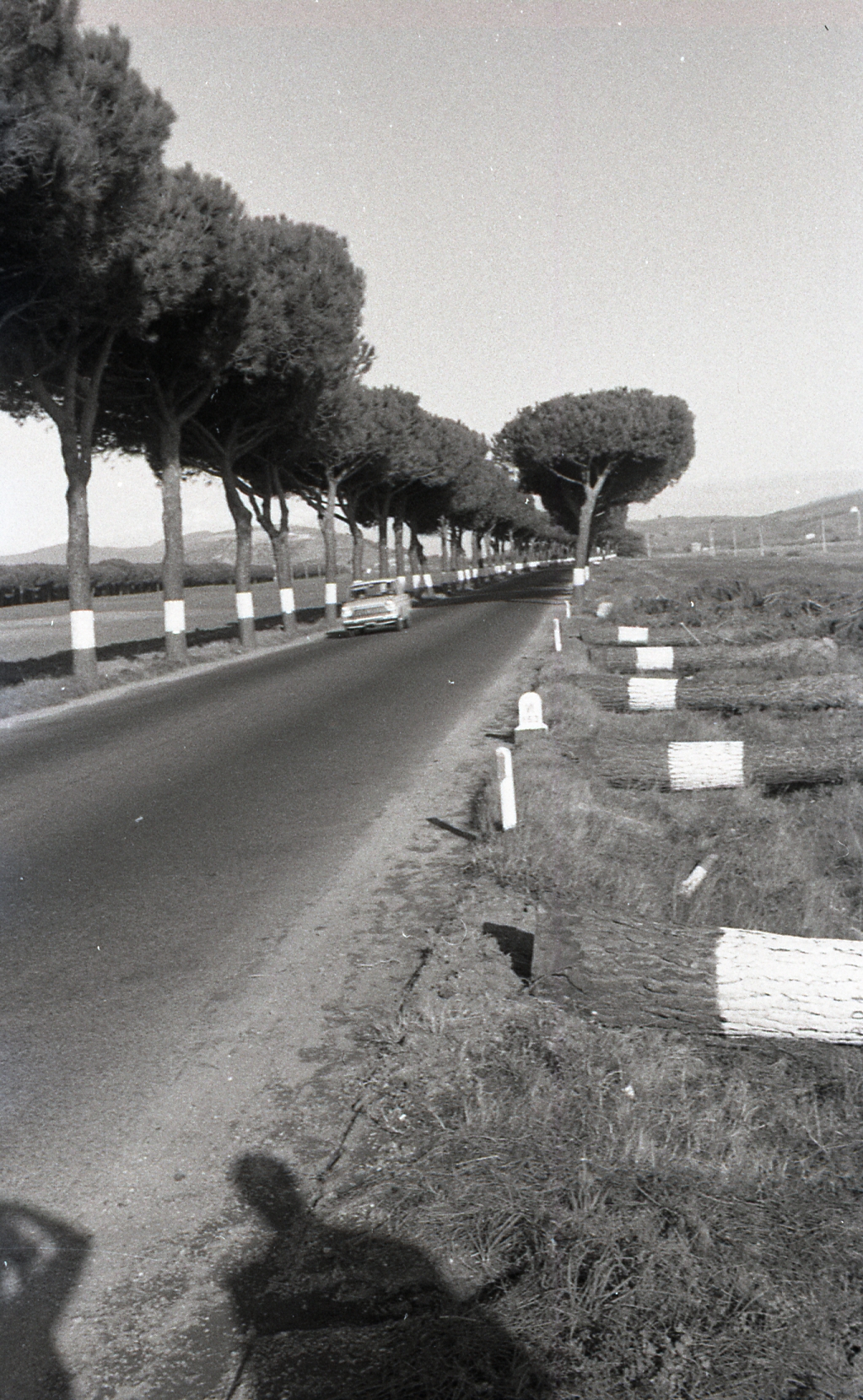 F.65 VIA AURELIA, ALBERO ABBATTUTO - CASTEL PORZIANO - TERRAZZA
